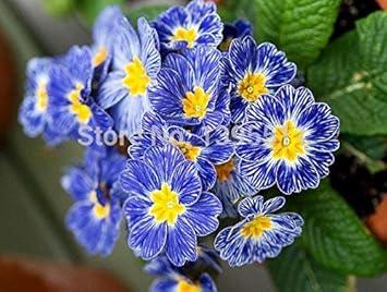 Blue Zebra Primula Flower seeds for Planting - Compact Growth, Heirloom & GMO Free Seeds for Home Garden
 
 Sale for planting in home garden.