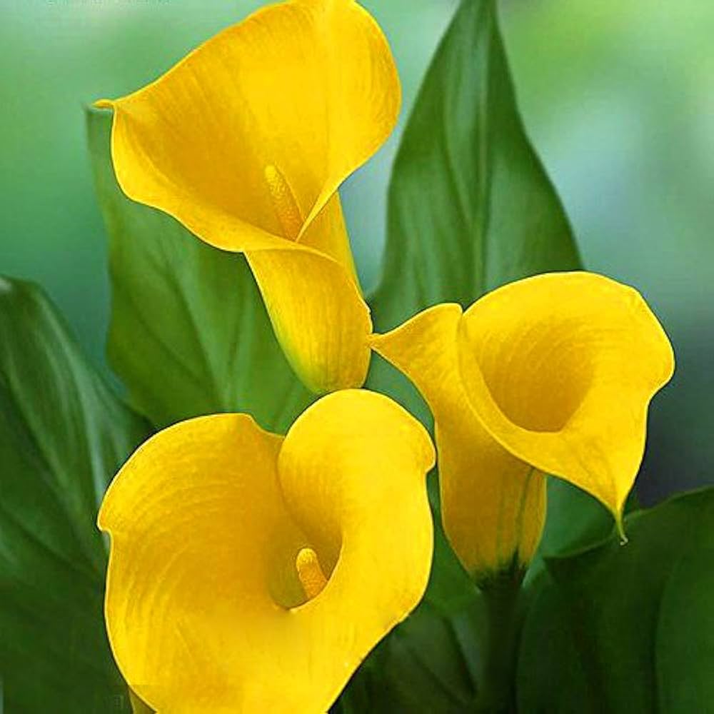 Calla Lily Flower Seeds (100 Pcs pcs) for Elegant Garden Blooms