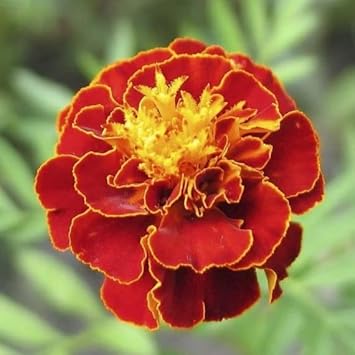 Multi-Colored Marigold Flower seeds for Planting - Drought Tolerant, Heirloom & GMO Free Seeds for Home Garden
 
 Sale for planting in home garden.