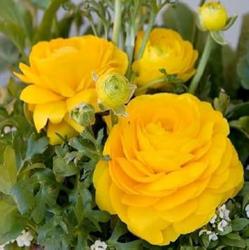 Blue Pink Phalaenopsis Orchid Flower Seeds for Planting Fragrant Blossoms Heirloom & GMO Free Seeds for Home Garden
 
 Sale for planting in home garden