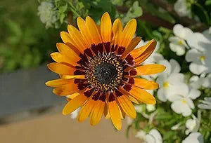 Orange Prince Venidium seeds for vibrant flowers
