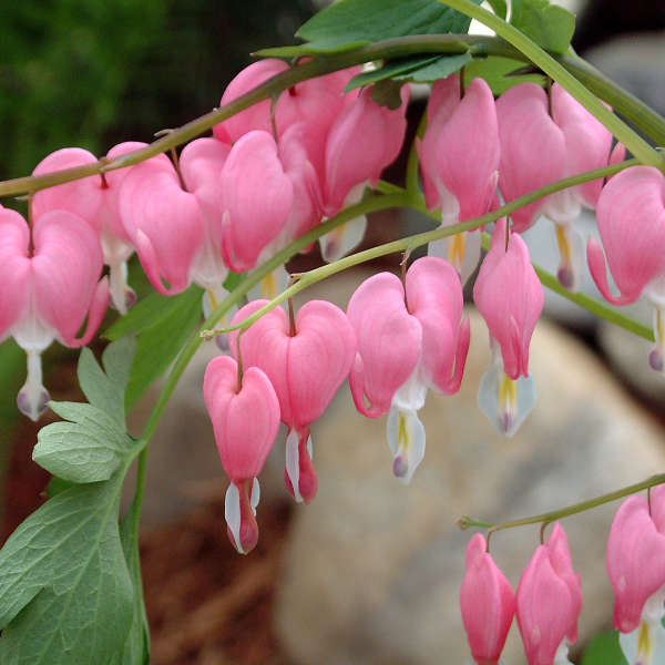Mexican Creeper Desert Bleeding Heart Dicentra spp. for planting in flower bed