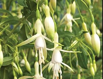 Green White Fuchsia Seeds for Planting, Heirloom Non-GMO Flowers for Home Garden
 
 Sale seeds for home garden