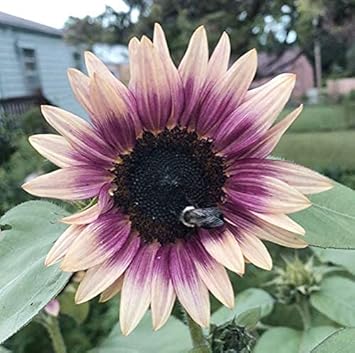 Cream Violet SunFlower seeds for Planting - Compact Growth, Heirloom & GMO Free Seeds for Home Garden
 
 Sale for planting in home garden