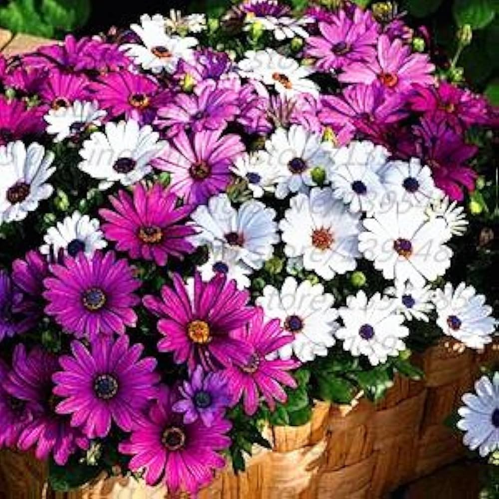 African blue eyed daisy osteospermum seeds for flower pots