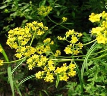 Yellow Thorowax Flower seeds for Planting - Cottage Garden Essential, Heirloom & GMO Free Seeds for Home Garden
 
 Sale for planting in home garden.