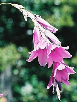 Purple Dierama Pendulum Flower seeds for Planting - Pollinator Friendly, Heirloom & GMO Free Seeds for Home Garden
 
 Sale seeds for home garden