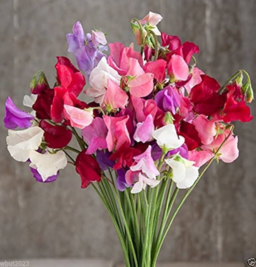 Mammoth Choice Mix Sweet Pea for planting in flower bed
