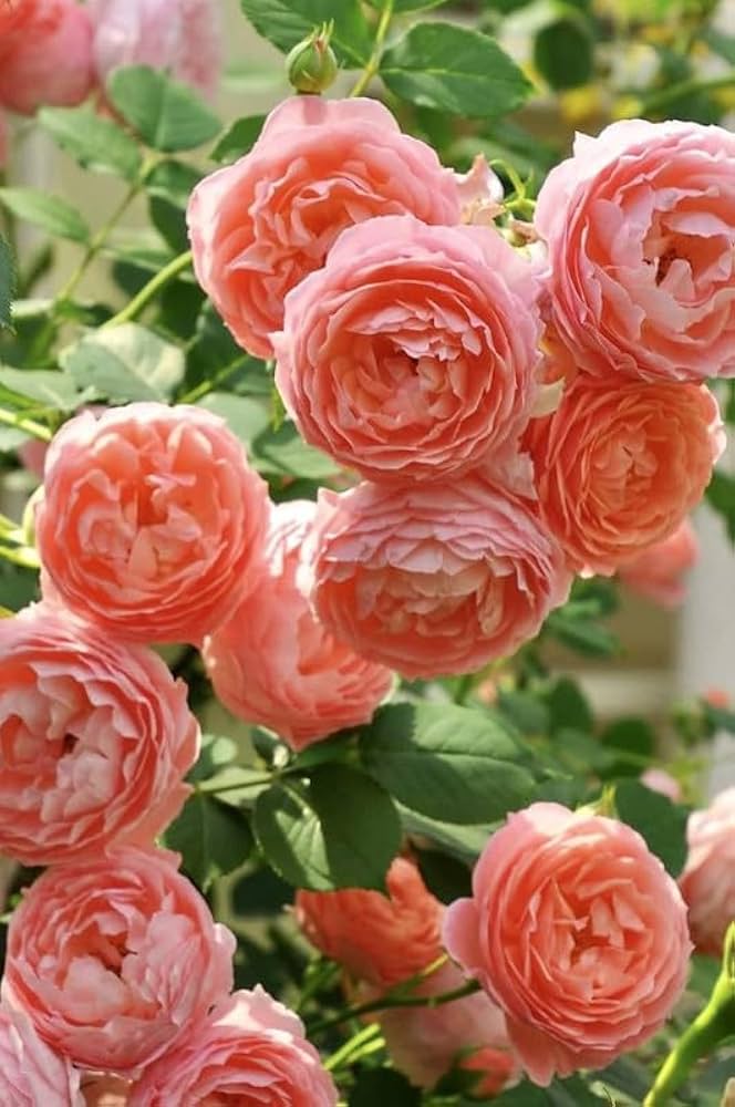 English Groundcover Rose Rosa hybrida seeds for planting in cottage garden