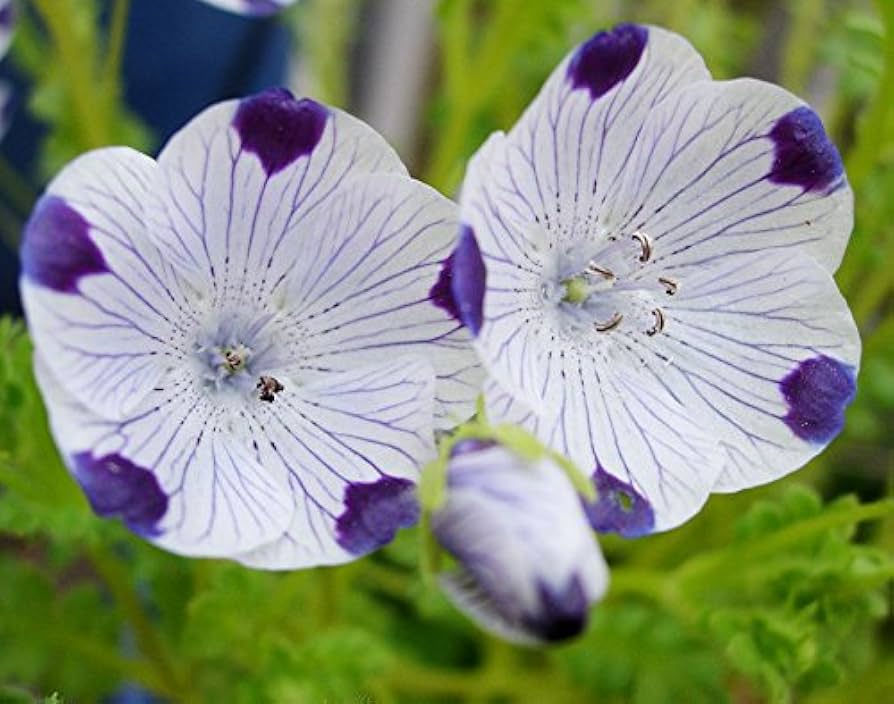 Five Spot Flower Nemophila maculata for planting in garden edge