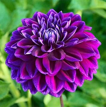 Red Daffodil Flower Seeds for Planting Cut Flower Favorite Heirloom & GMO Free Seeds for Home Garden
 
 Sale for planting in home garden