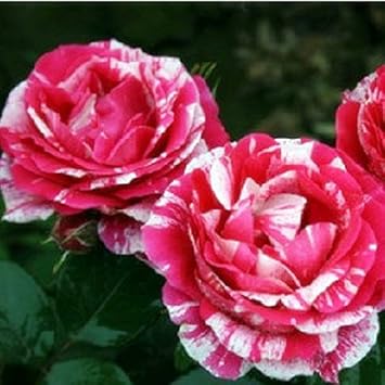 Pink White Stripe Rose Flower seeds for Planting - Colorful Display, Heirloom & GMO Free Seeds for Home Garden
 
 Sale seeds for planting in home garden