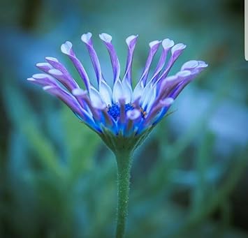 Shrubby Daisy Bush Flower seeds for Planting - Wildflower Mix, Heirloom & GMO Free Seeds for Home Garden
 
 Sale seeds for home garden