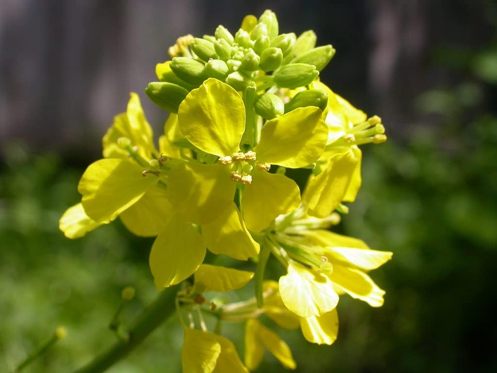 Mustard (Mustard Flower) seeds for planting in home garden
