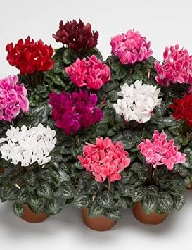 Mixed Cyclamen Flower Seeds Planting Guide