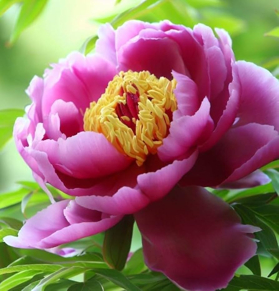 Peony Paeonia spp. Seeds for planting in flower bed