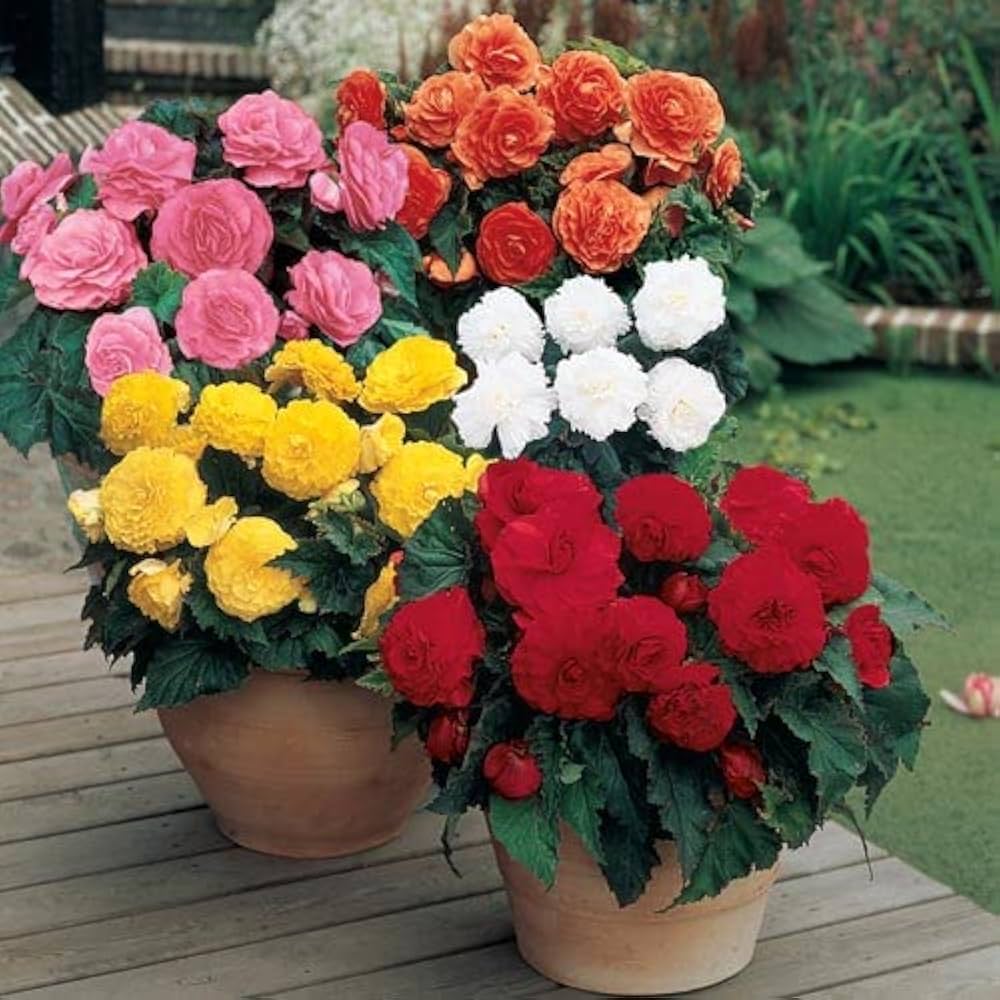 Begonia Begonia spp. Seeds for planting in flower bed