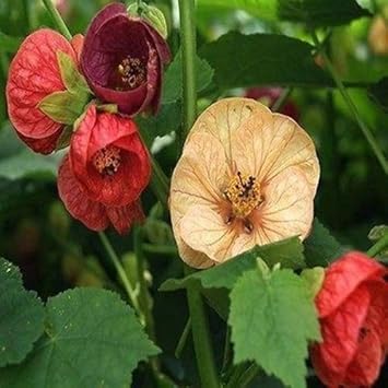 Mixed Abutilon Bellevue Flower seeds for Planting - Hardy Variety, Heirloom & GMO Free Seeds for Home Garden
 
 Sale for planting in home garden