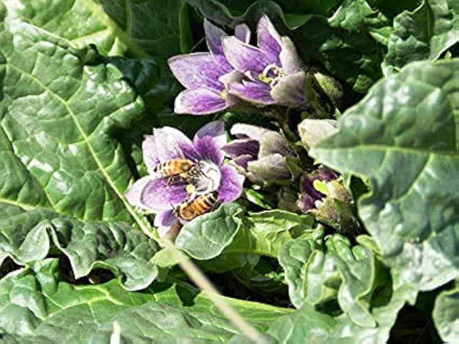 Mandragora Flower seeds for Planting - Sun Loving, Heirloom & GMO Free Seeds for Home Garden
 
 Sale seeds for planting in home garden