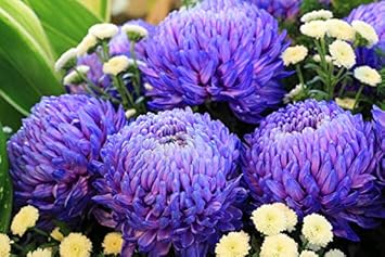 Purple Blue Chrysanthemum Flower seeds for Planting - Compact Growth, Heirloom & GMO Free Seeds for Home Garden
 
 Sale for planting in home garden