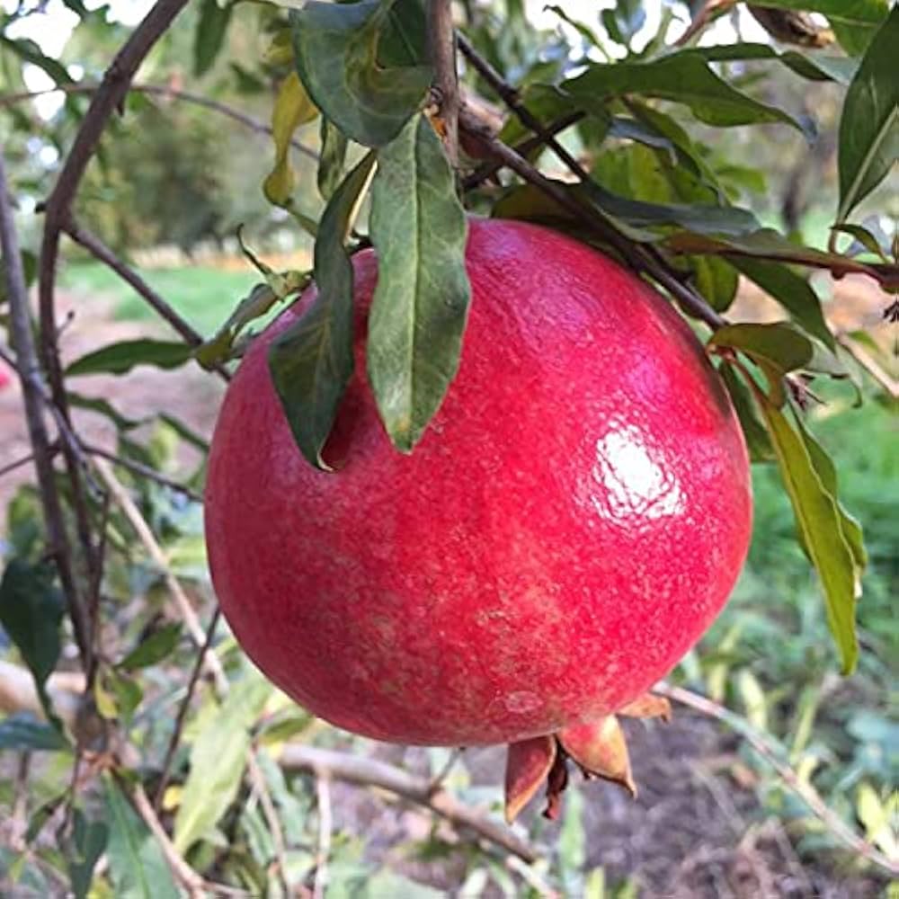 Pomegranate Punica granatum for planting in vegetable patch