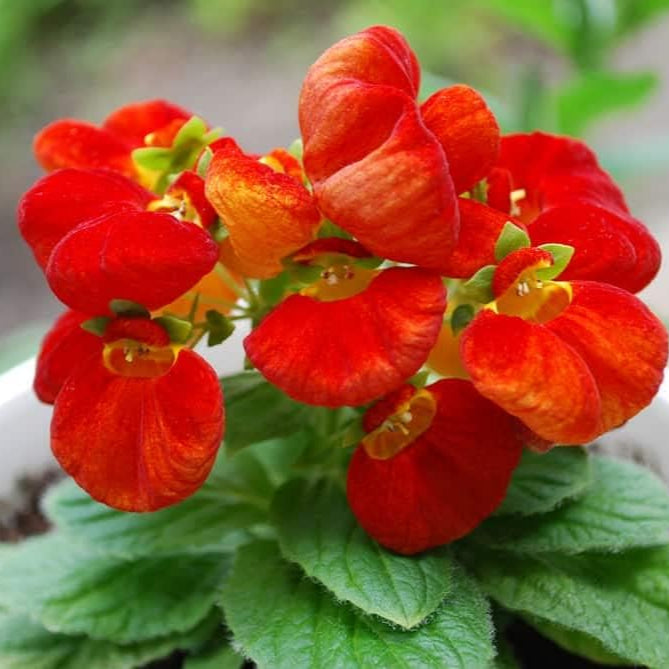 Calceolarias Flower seeds for Planting Colorful Display Heirloom & GMO Free Seeds for Home Garden 
 
 Sale seeds for home garden planting