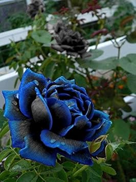 Rose Flower Seed For Planting Blue Black