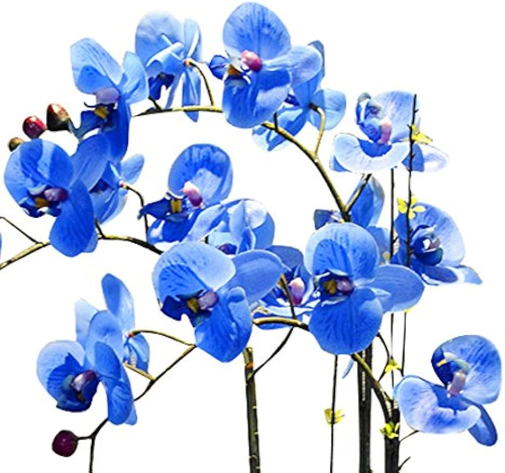 Futaba Blue Butterfly Orchid Flower seeds for Planting - Hardy Variety, Heirloom & GMO Free Seeds for Home Garden
 
 Sale seeds for home garden