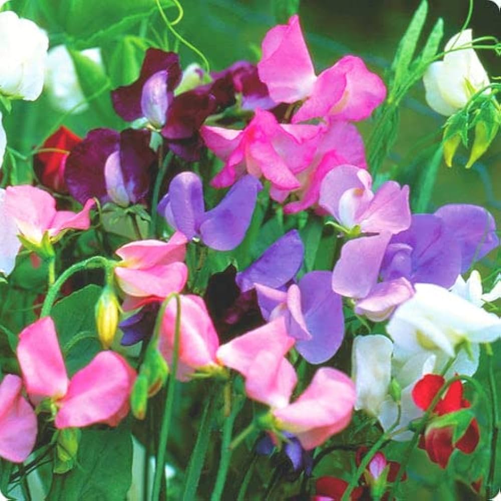 Lathyrus Odoratus Flower seeds for Planting - Wildflower Mix, Heirloom & GMO Free Seeds for Home Garden
 
 Sale for planting in home garden.