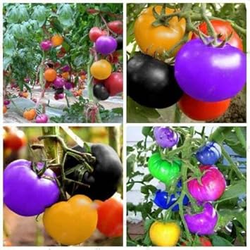 Rainbow Tomato Seeds For Vegetable Planting Seeds