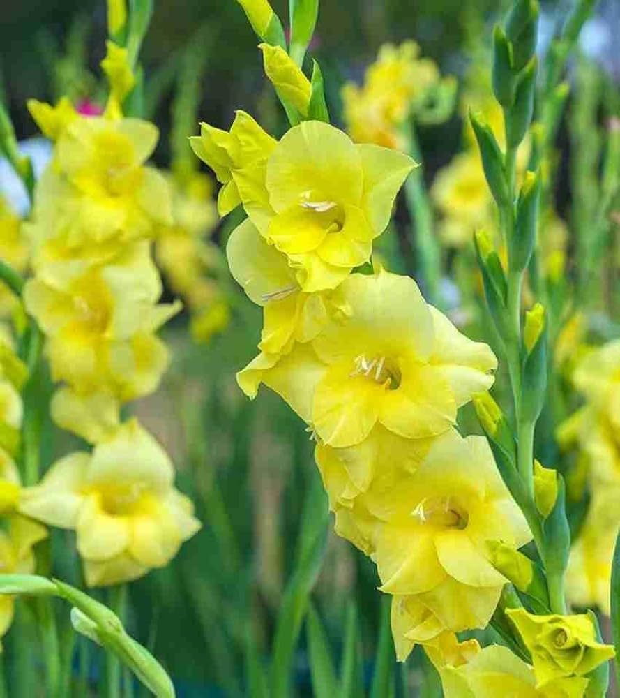 YellowPerennial Gladiolus Flower seeds for Planting - Pollinator Friendly, Heirloom & GMO Free Seeds for Home Garden
 
 Sale seeds for planting in home garden