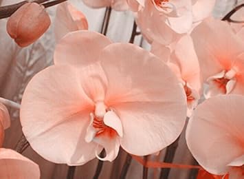 Pale Pink Orchid Flower seeds for Planting Wildflower Mix Heirloom & GMO Free Seeds for Home Garden 
 
 Sale for planting in home garden