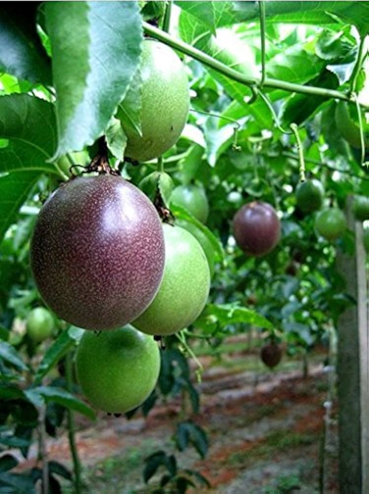 Thai Passion Fruit Seeds Passiflora edulis for planting in urban garden