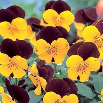 Yellow Primula Flower Seeds for Planting Premium Quality Heirloom & GMO Free Seeds for Home Garden
 
 Sale for planting in home garden