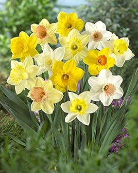 Blue Yellow Tulip Flower Seeds for Planting Colorful Display Heirloom & GMO Free Seeds for Home Garden
 
 Sale for planting in home garden