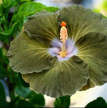 Army Green Hibiscus Flower seeds for Planting - Wildflower Mix, Heirloom & GMO Free Seeds for Home Garden
 
 Sale for planting in home garden