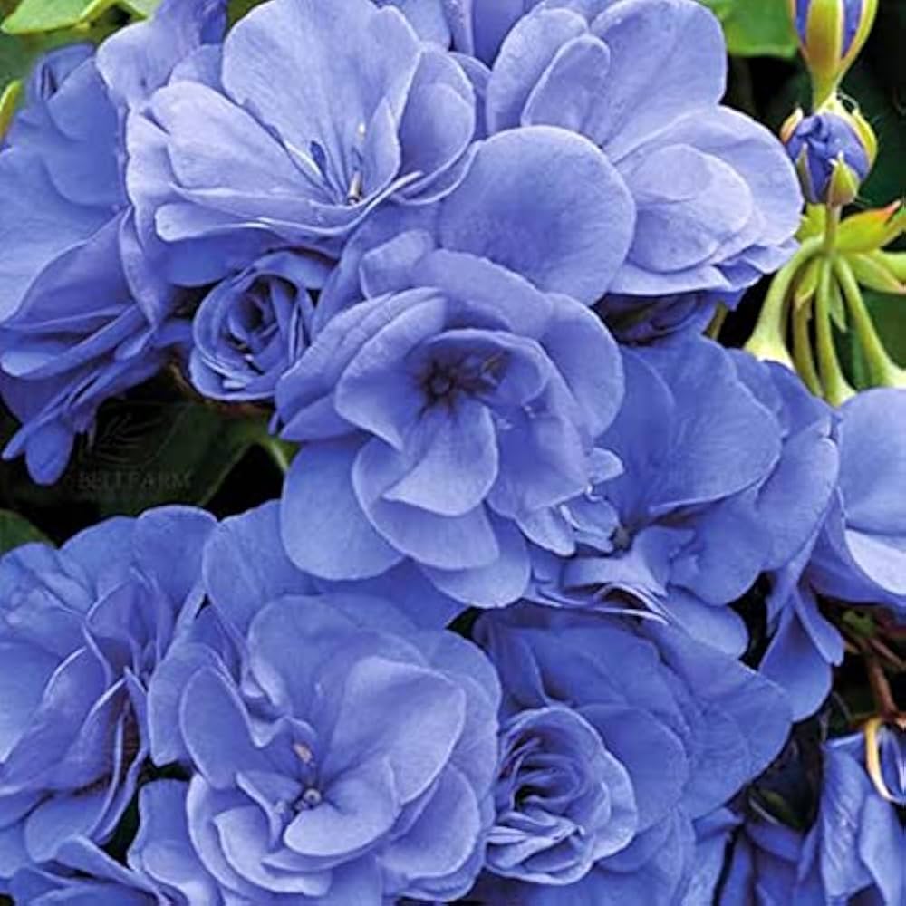 Geranium Blue Flower Seeds (50 pcs) for Stunning Garden Blooms