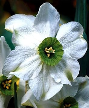 Pink Red Pansy Flower Seeds for Planting Long Bloom Season Heirloom & GMO Free Seeds for Home Garden
 
 Sale for planting in home garden