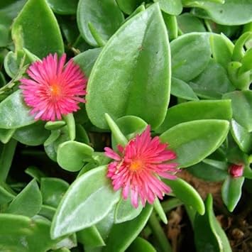 Rose Aptenia Flower seeds for Planting - Easy to Grow, Heirloom & GMO Free Seeds for Home Garden
 
 Sale seeds for planting in home garden