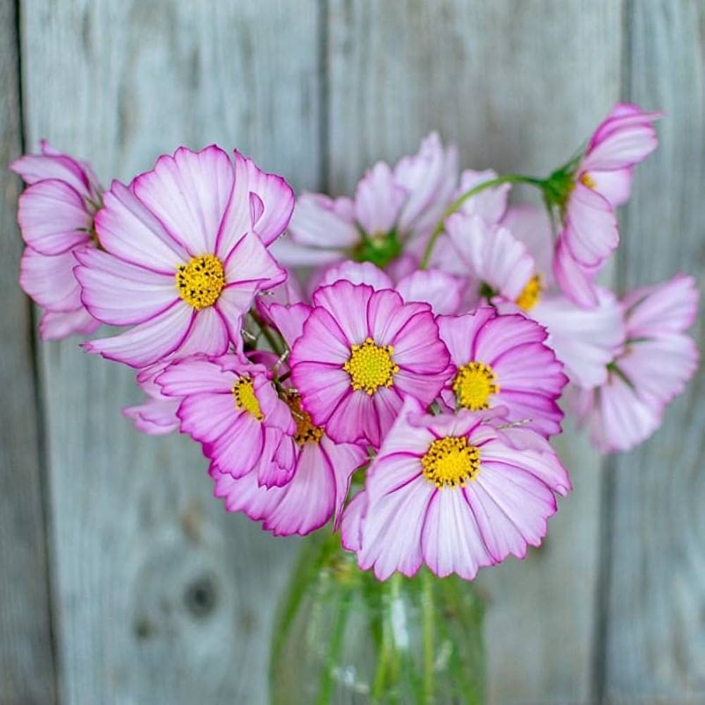 Cosmos Purple Red White Mix Flower Seeds for colorful garden display