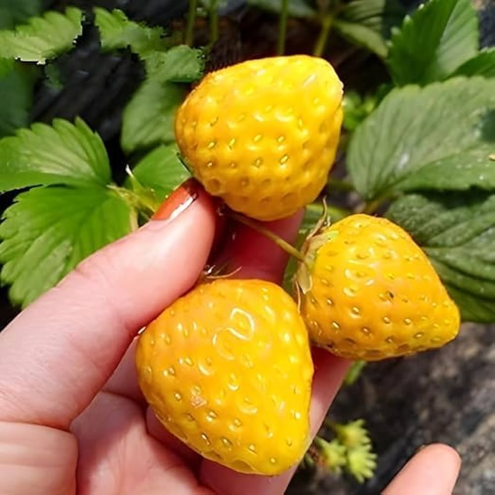 Yellow Strawberries Fruit Seeds Planting For Delicious Homegrown Treats - Seed Flavorful