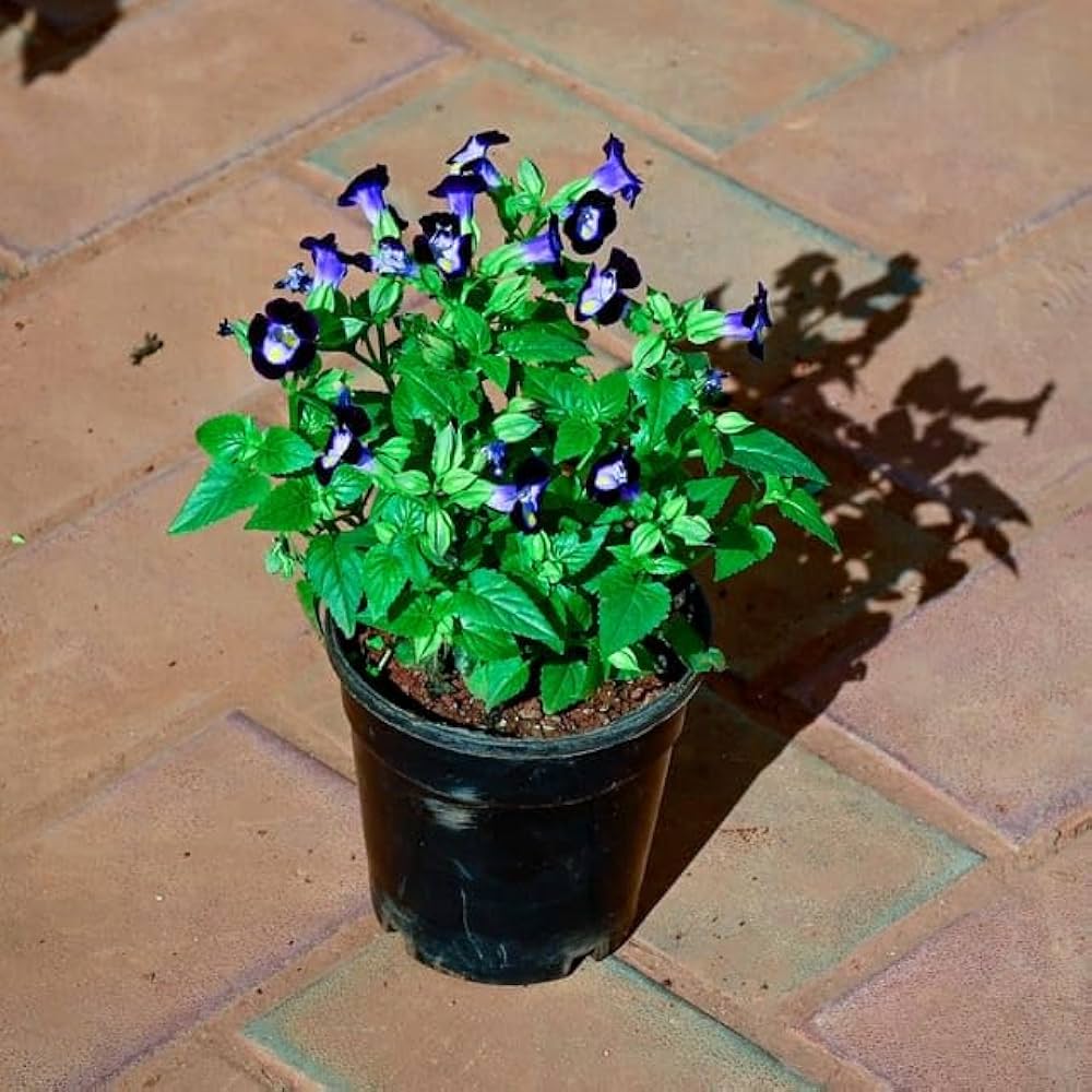 Wishbone Flower Torenia spp. Seeds for Planting in Flower Bed