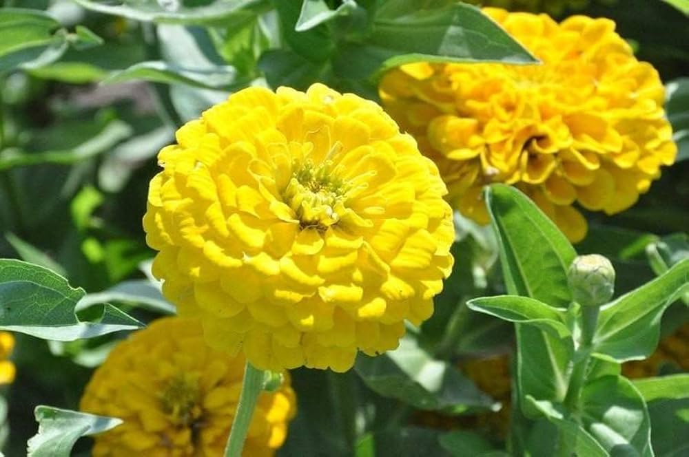 Light Yellow Zinnia Flower seeds for Planting - Fragrant Blossoms, Heirloom & GMO Free Seeds for Home Garden
 
 Sale for planting in home garden.