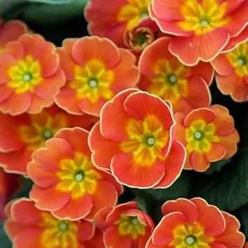 Primula Orange Flower seeds for Planting - Cottage Garden Essential, Heirloom & GMO Free Seeds for Home Garden
 
 Sale for planting in home garden