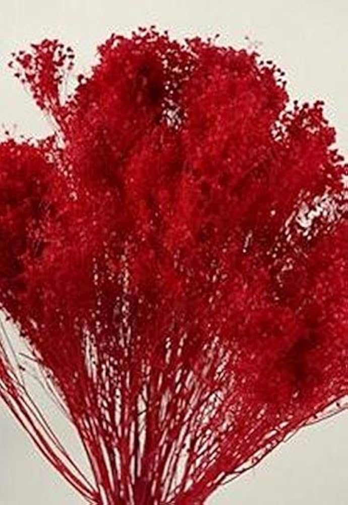 Deep Carmine Baby’s Breath Gypsophila elegans for planting in cut flower garden