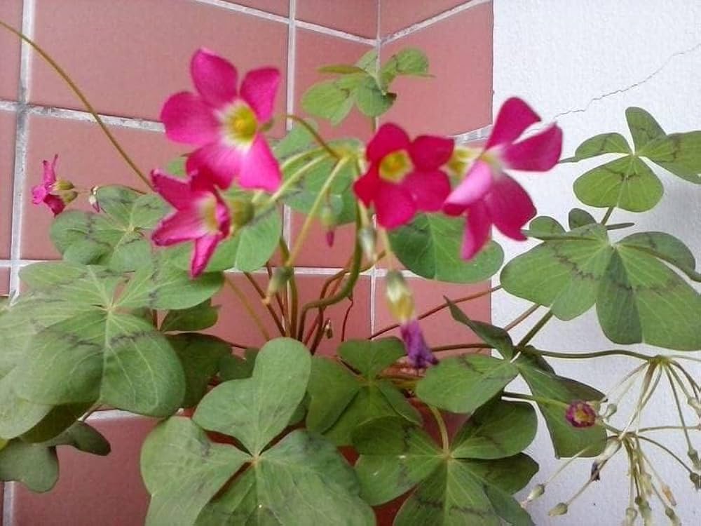 Oxalis Triangularis mixed flower seeds for planting