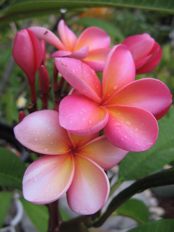 Pink Frangipani Flower seeds for Planting - Easy to Grow, Heirloom & GMO Free Seeds for Home Garden
 
 Sale seeds for home garden