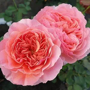 Salmon Giant Hollyhock seeds for elegant blooms