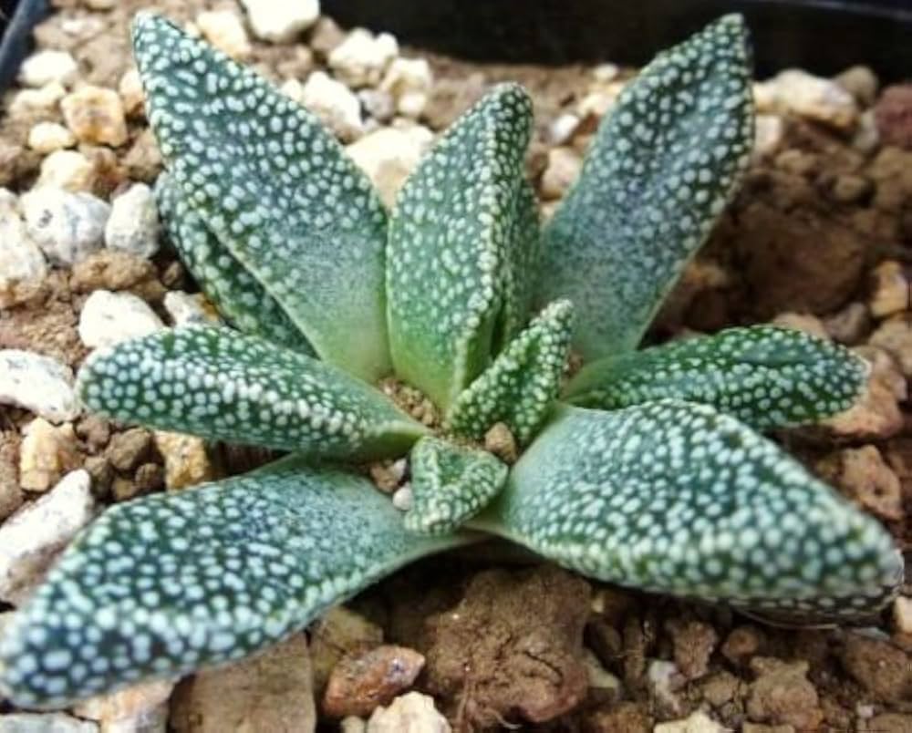 Green Nananthus Margaritiferus Flower seeds for Planting - Cottage Garden Essential, Heirloom & GMO Free Seeds for Home Garden
 
 Sale for planting in home garden.