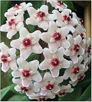 Baby Pink Red Gladiolus Flower Seeds for Planting Long Bloom Season Heirloom & GMO Free Seeds for Home Garden
 
 Sale for planting in home garden
